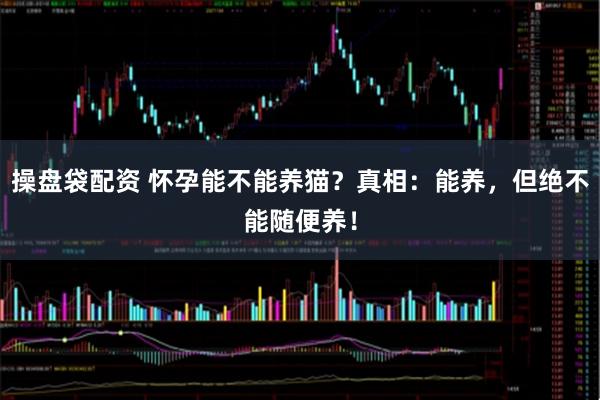 操盘袋配资 怀孕能不能养猫？真相：能养，但绝不能随便养！